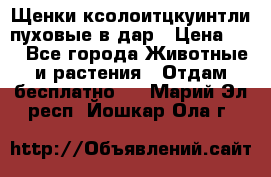 Щенки ксолоитцкуинтли пуховые в дар › Цена ­ 1 - Все города Животные и растения » Отдам бесплатно   . Марий Эл респ.,Йошкар-Ола г.